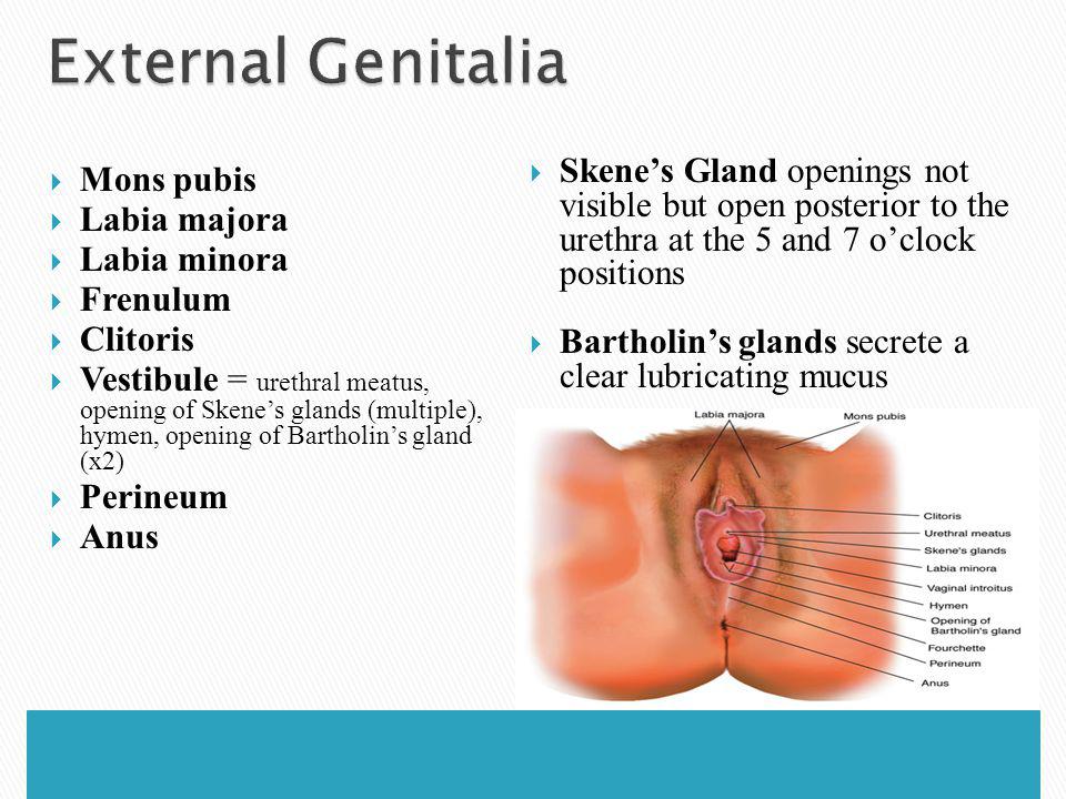 Urethral orifice into the anus Bondage computer program